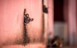  / FOTO: National Geographic